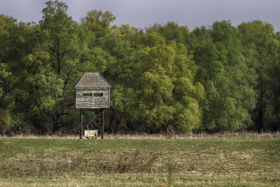 Trees growing on field in forest