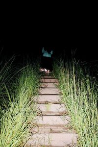 Footpath amidst grass at night