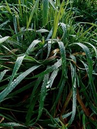 Close-up of wet plant