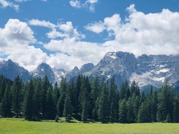 Scenic view of pine trees against sky