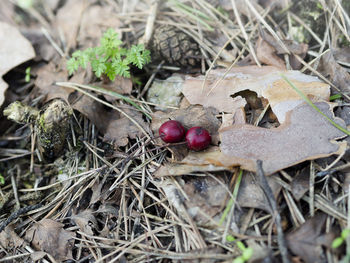 Close-up of bird on fruit