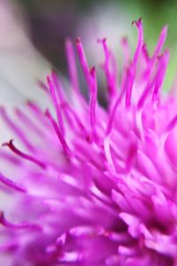 Detail shot of pink flower