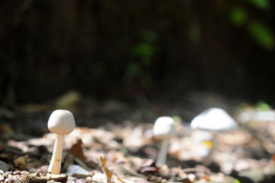 Close-up of mushroom growing on field