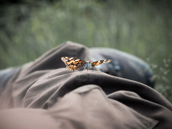 Butterfly on scarf