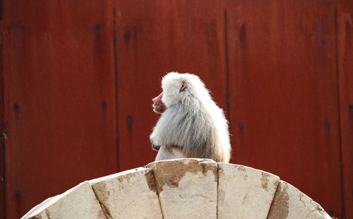 Close-up of white animal sitting on wall