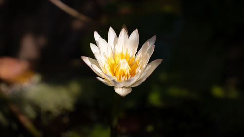 Close-up of white water lily