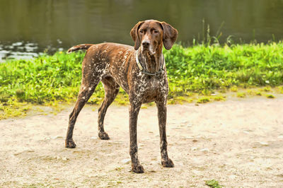 Dog standing on land