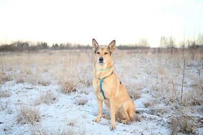 Portrait of dog on snow covered land