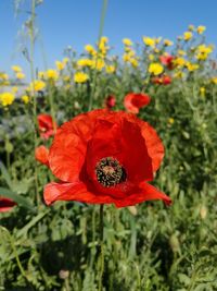 Close-up of red poppy flower on field