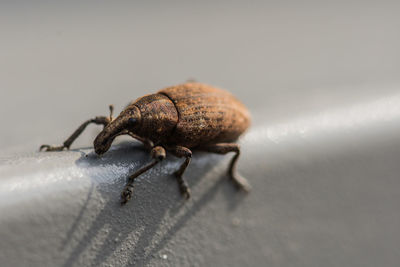 Close-up of insect