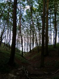 Trees growing in forest