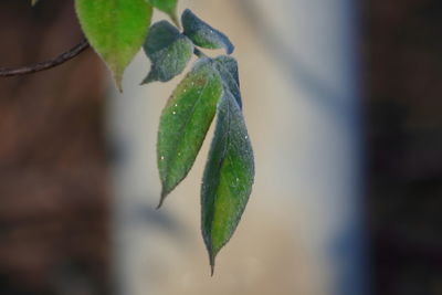 Close-up of lizard on leaf