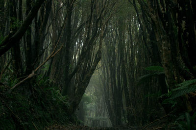 Scenic view of forest