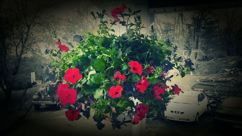 Close-up of red flowers