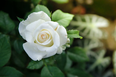 Close-up of white rose