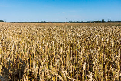 Wheat field. spikes on farmland. cultivation of cereals.