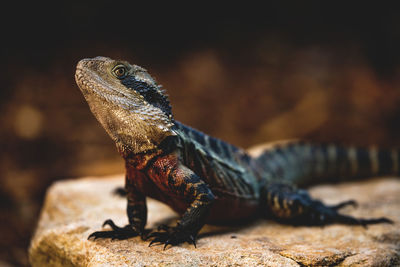 Close-up of lizard