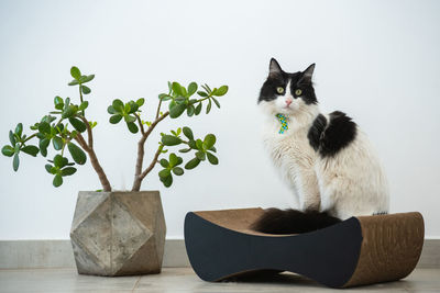 Cat sitting against white background