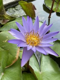 Close-up of purple flower