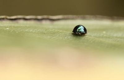 Close-up of ladybug on leaf