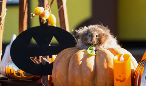 Close-up of jack o lantern