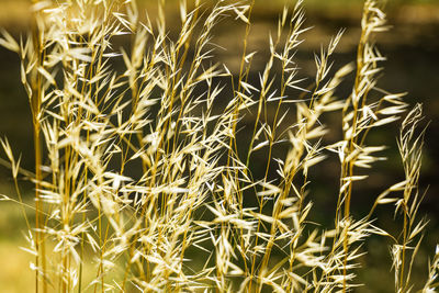 Close-up of crops