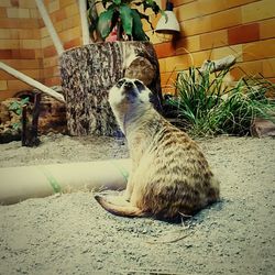 Cat sitting on floor