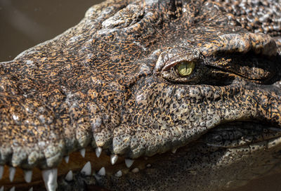 Close-up of a reptile