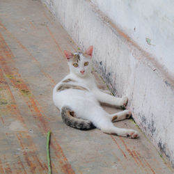 High angle portrait of cat sitting outdoors