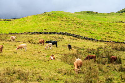 Cows grazing in a field