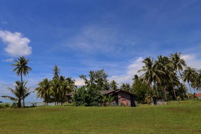 Palm trees on field against sky