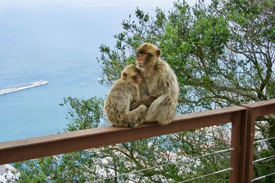 Monkey sitting on railing against trees