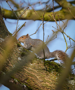 Squirrel on tree