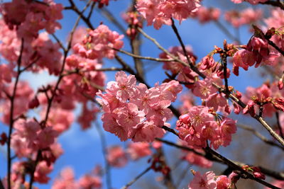 Low angle view of cherry blossoms on tree