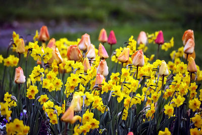 Close-up of yellow flowering plants