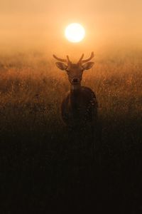 Deer standing on field during sunset