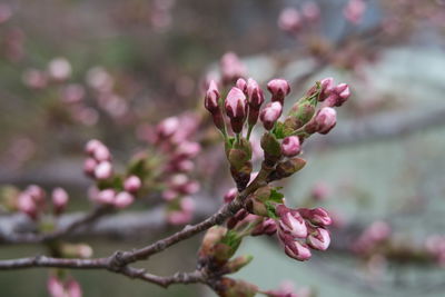 Close-up of pink flower buds