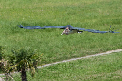 Bird flying in a field