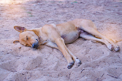 A brown thai ridgeback dog sleeping on white sand beach under the shade of tree