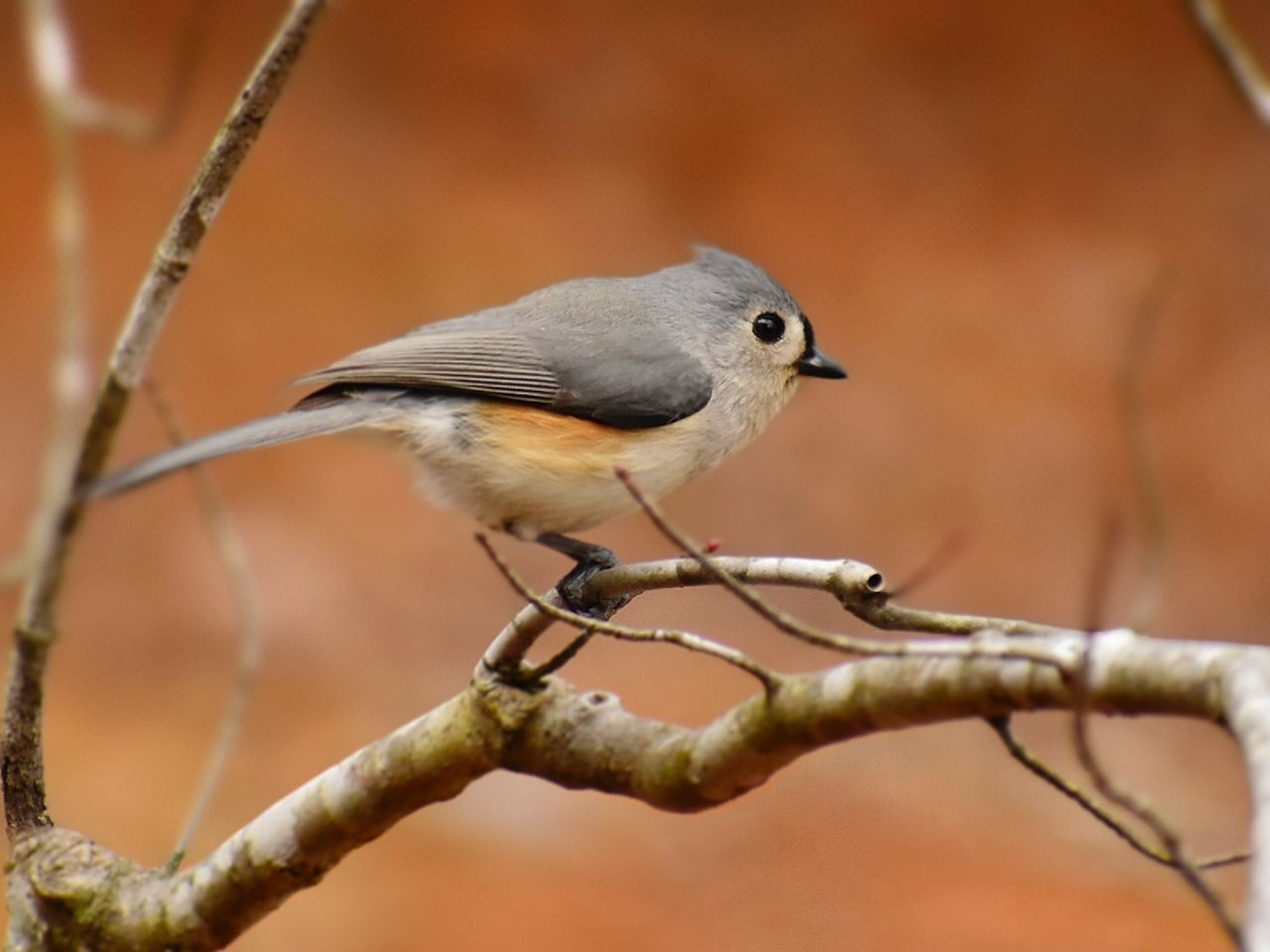 animal themes, animal, animal wildlife, bird, wildlife, one animal, branch, beak, perching, tree, nature, focus on foreground, no people, plant, close-up, outdoors, full length, day, songbird, beauty in nature