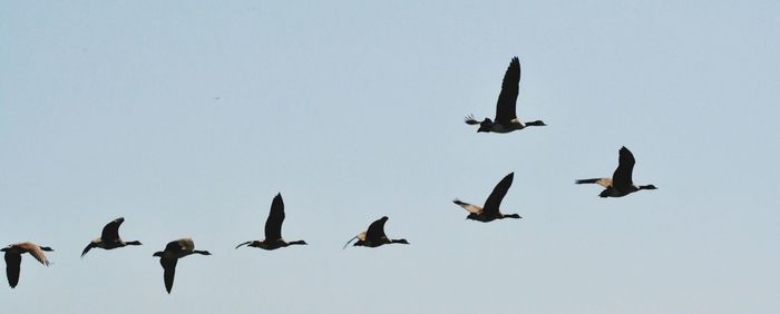 Low angle view of birds flying in sky