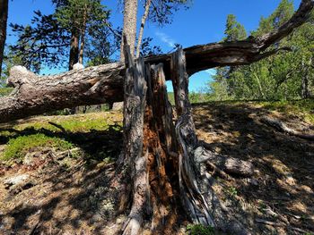 Trees in forest