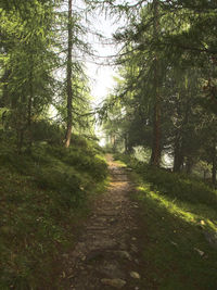 Trees growing in forest