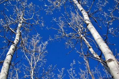 Low angle view of bare tree against blue sky