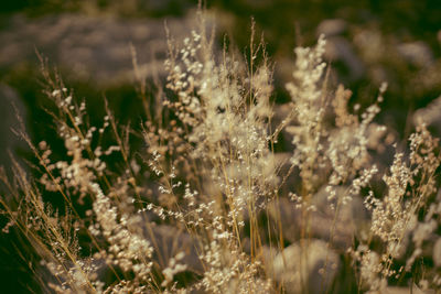 Close-up of flowering plants on field