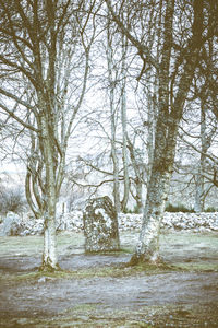Bare trees in forest during winter