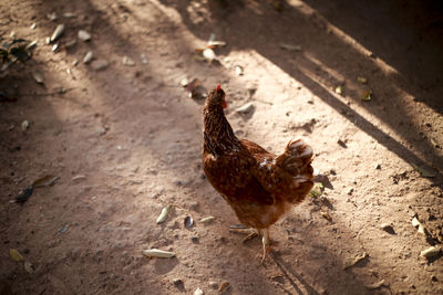 High angle view of rooster