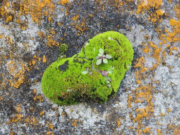 High angle view of lichen on moss growing on rock