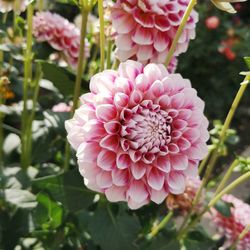 Close-up of pink dahlia flower