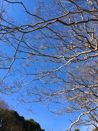 Low angle view of trees against blue sky